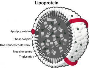 Lipoprotein